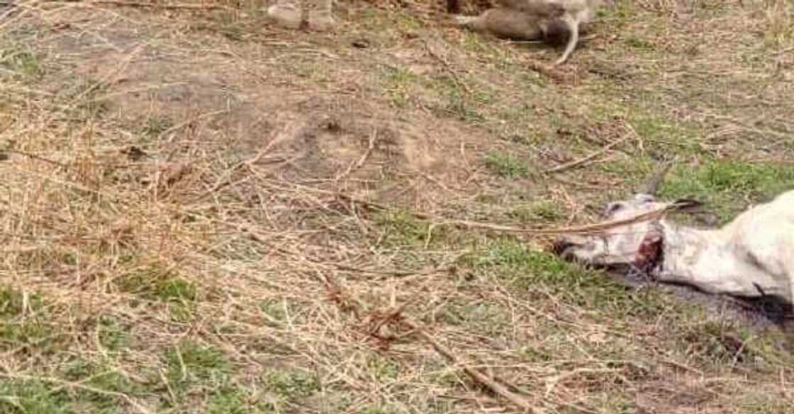 ‘Yan bindiga sun kai hari Filato: Sun kasha shanu 81, sun sace 32 ‘Yan bindiga sun kai hari Filato: Sun kasha shanu 81, sun sace 32