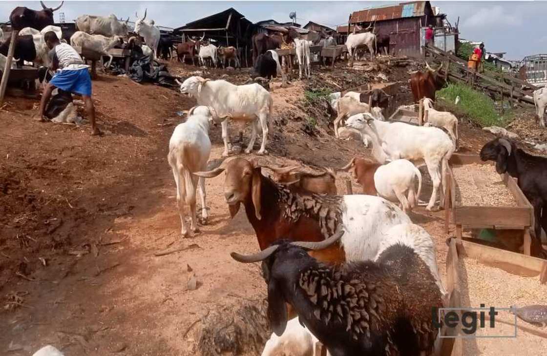 Rams, Eid-el-Kabir, Sallah