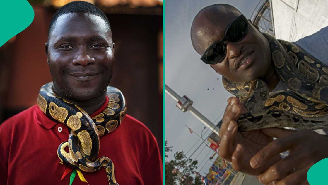 Snake expert sends message to Nigerians, shares 7 steps to take when bitten by a snake Snake expert sends message to Nigerians, shares 7 steps to take when bitten by a snake
