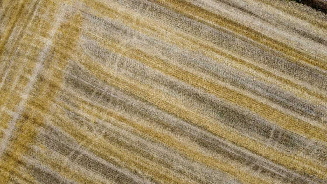 More than a quarter of the EU's imports of nitrogen-based fertilisers come from Russia, with more flowing in from Moscow's ally Belarus More than a quarter of the EU's imports of nitrogen-based fertilisers come from Russia, with more flowing in from Moscow's ally Belarus