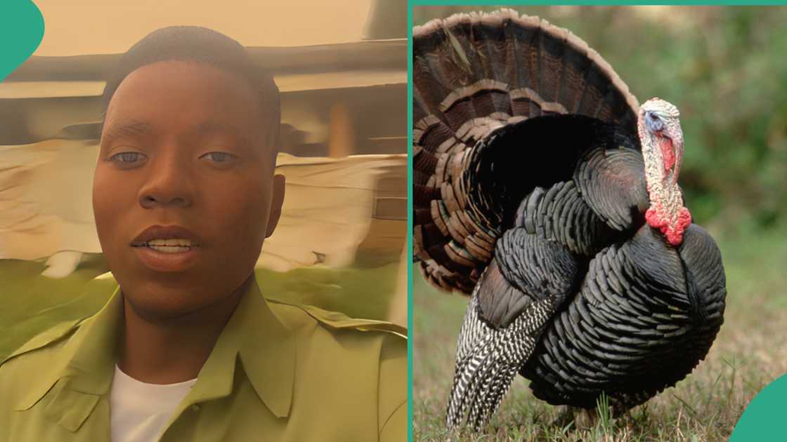 Nigerian man shares his experience with turkeys.