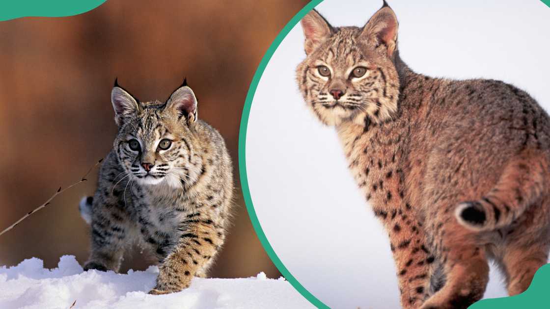 A bobcat walking through the snow (L) and intensely gazing while on the lookout for prey (R).