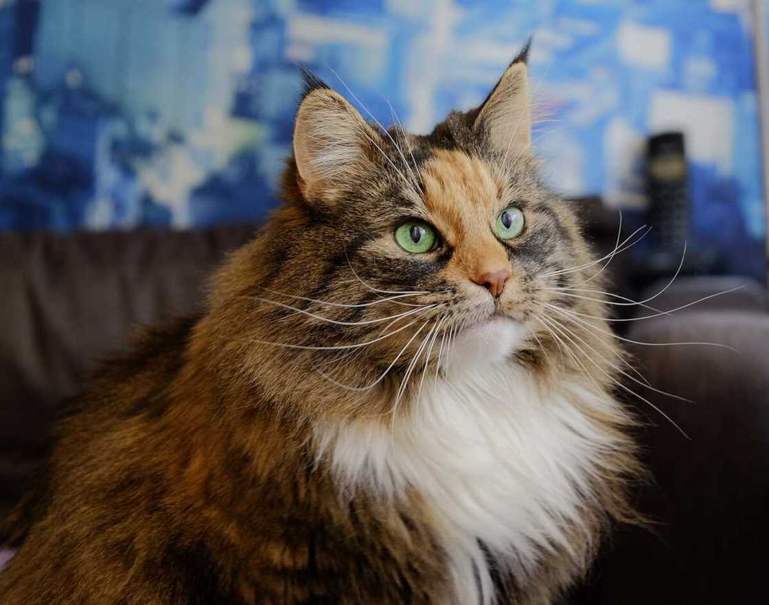 chat norvégien chat norvégien