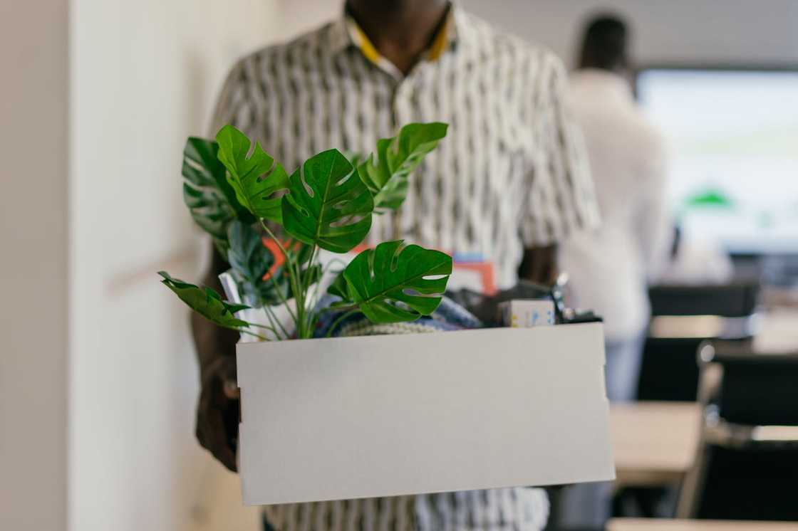 A man holds a box of personal belongings inside an office. A man holds a box of personal belongings inside an office.