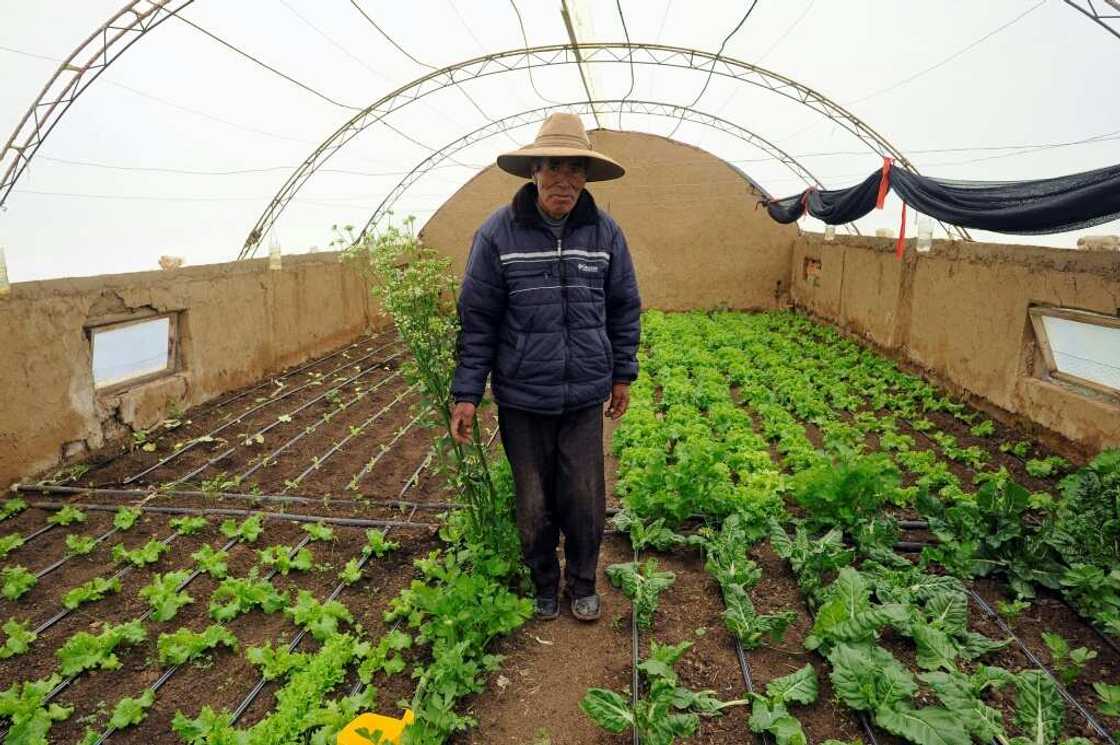 Greenhouse production is limited to much smaller areas, meaning growers might produce enough for their own use, but not enough to sell