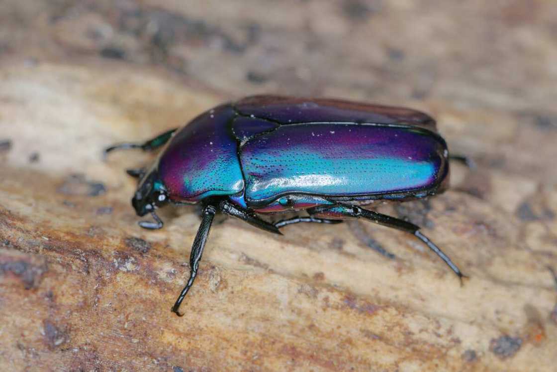 Chlorocala africana on deadwood Chlorocala africana on deadwood