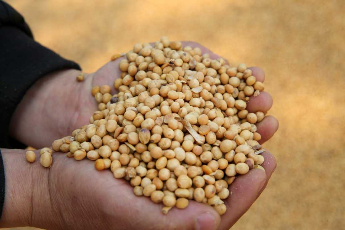 US soybean exports to China dropped massively after a trade war broke out between the countries since 2018 US soybean exports to China dropped massively after a trade war broke out between the countries since 2018