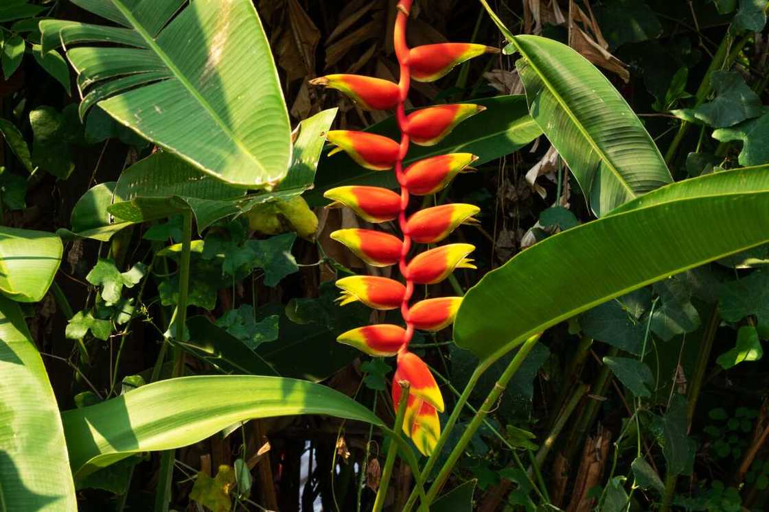 Heliconia flower in the jungle Medellin Colombia Heliconia flower in the jungle Medellin Colombia