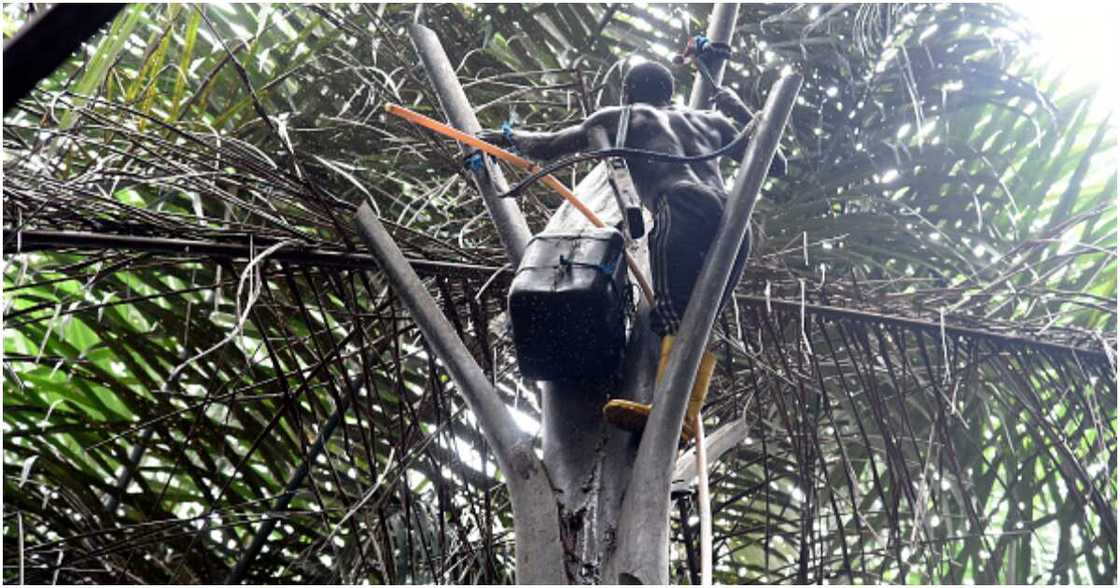 Palm wine tapping in Nigeria