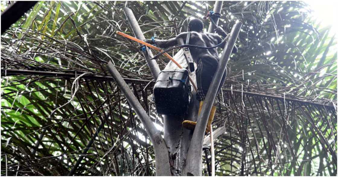 Palm wine tapping in Nigeria Palm wine tapping in Nigeria