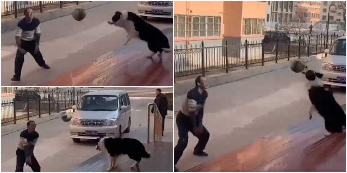 A dog and its owner playing ball