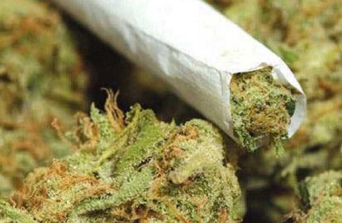 An kama uwa da ɗanta da kawu da sinƙin wiwi 49 a Kano An kama uwa da ɗanta da kawu da sinƙin wiwi 49 a Kano