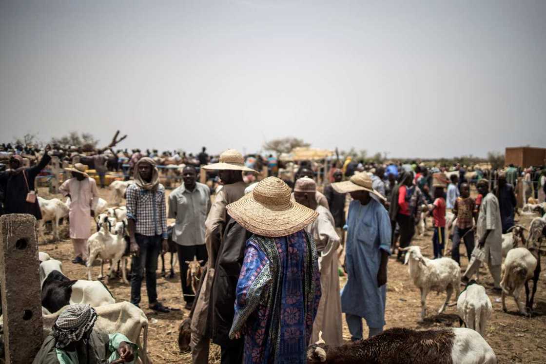 Fulani Cattles, Eid-el-Kabir