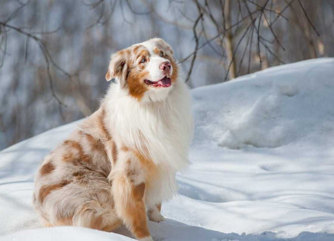 Australian Shepherd on a snow smiling in winter