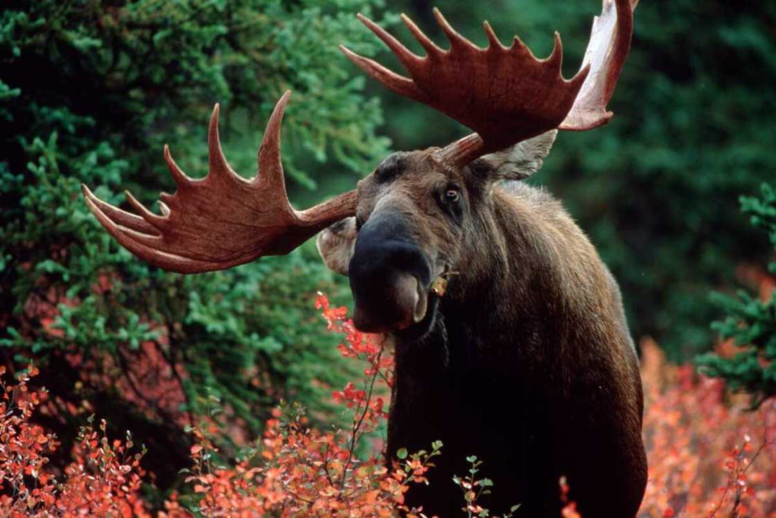 Elk eating from a plant Elk eating from a plant