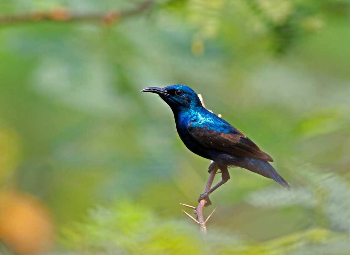 Splendid sunbird on a tree branch tree