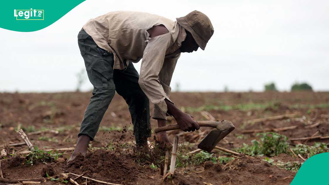 Farmers in Nigeria, Federal Ministry of Agriculture, Abubakar Kyari, Crop Production, Food security Farmers in Nigeria, Federal Ministry of Agriculture, Abubakar Kyari, Crop Production, Food security