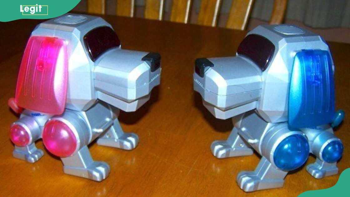 Poo-Chi Robotic Dog