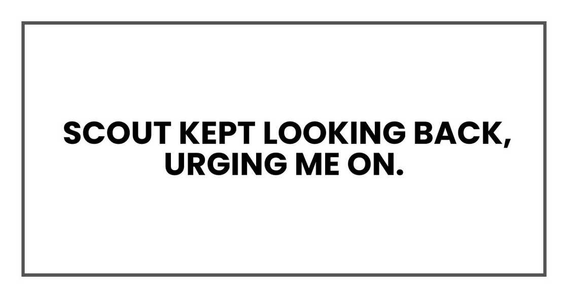 Scout kept looking back, urging me on