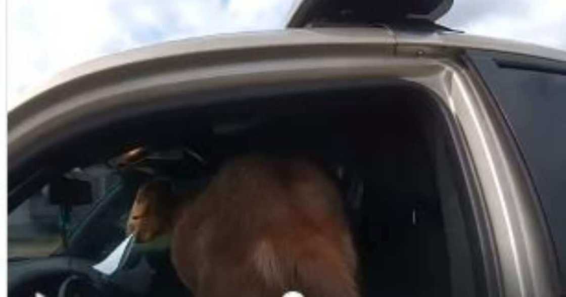 Goat enters police car, eats civil papers and headbutts female officer Goat enters police car, eats civil papers and headbutts female officer