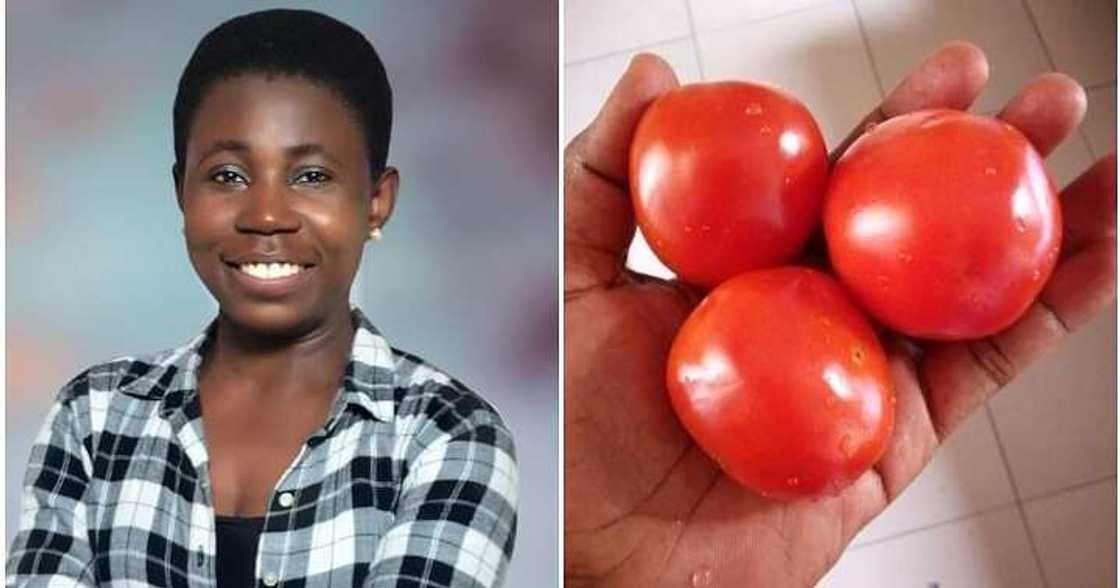 Tomatoes for N200, increase in price of foodstuffs, market hike Tomatoes for N200, increase in price of foodstuffs, market hike