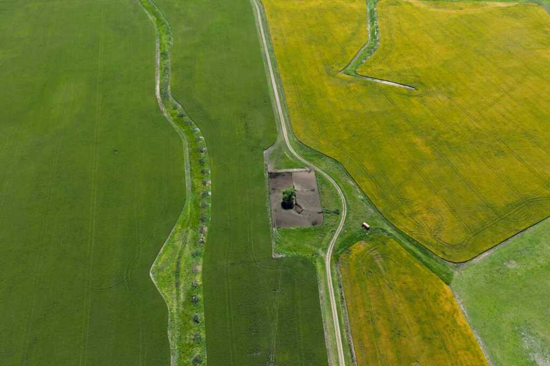 After Argentina's worst drought in a century saw agricultural exports plummet, leading to a shortfall of $20 billion in revenue, the industry is expecting an excellent harvest in 2024 After Argentina's worst drought in a century saw agricultural exports plummet, leading to a shortfall of $20 billion in revenue, the industry is expecting an excellent harvest in 2024