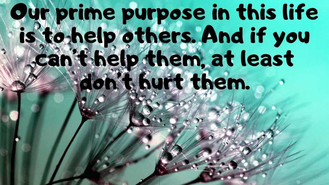 pain quotes pain quotes
