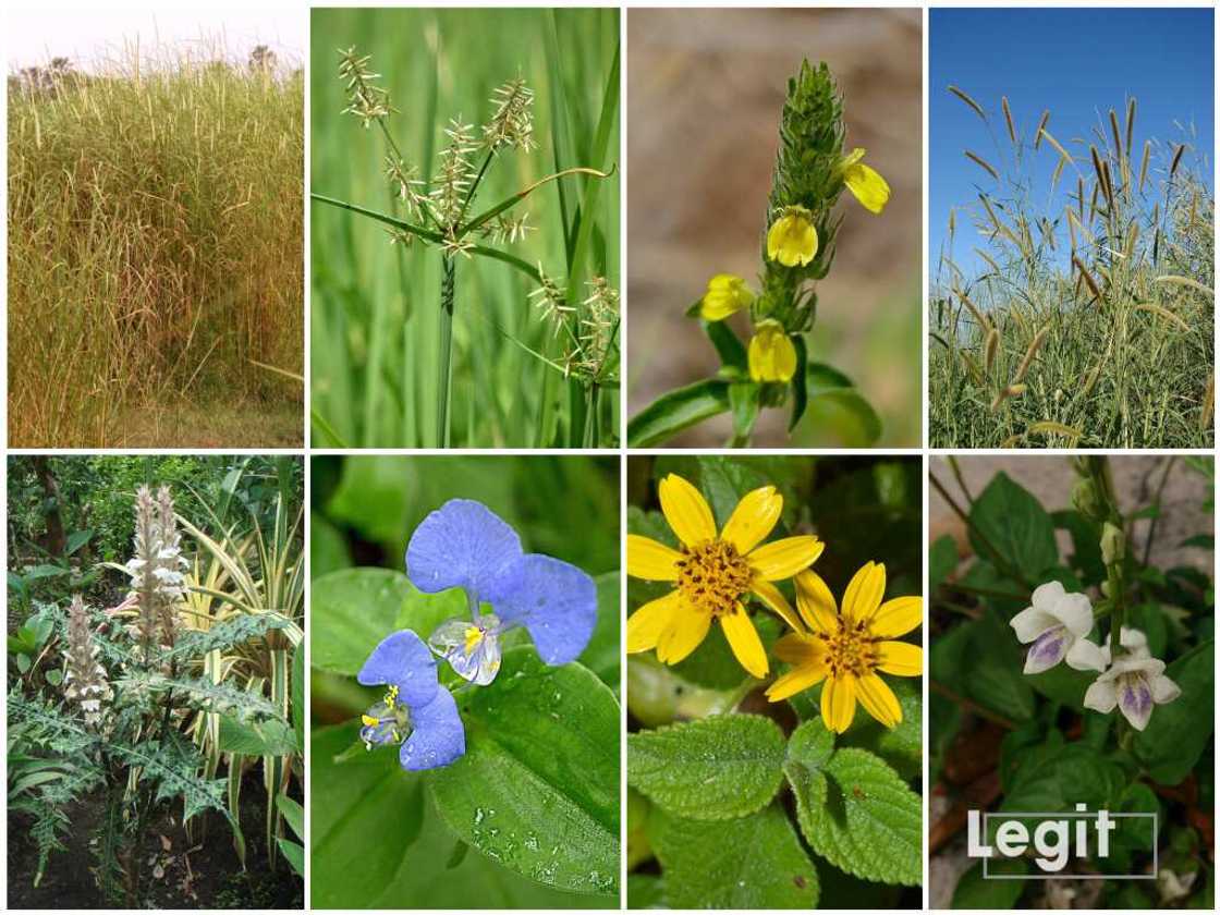 Common weeds in Nigeria