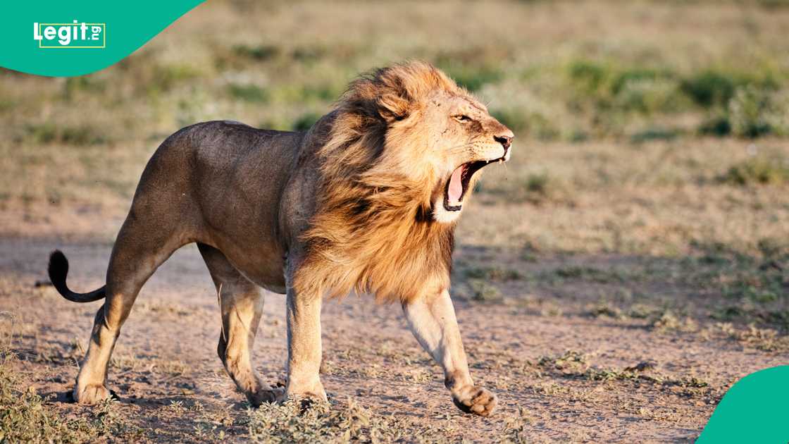 Lion Kills 59-Year-Old Businessman Shortly After He Stepped Out Lion Kills 59-Year-Old Businessman Shortly After He Stepped Out