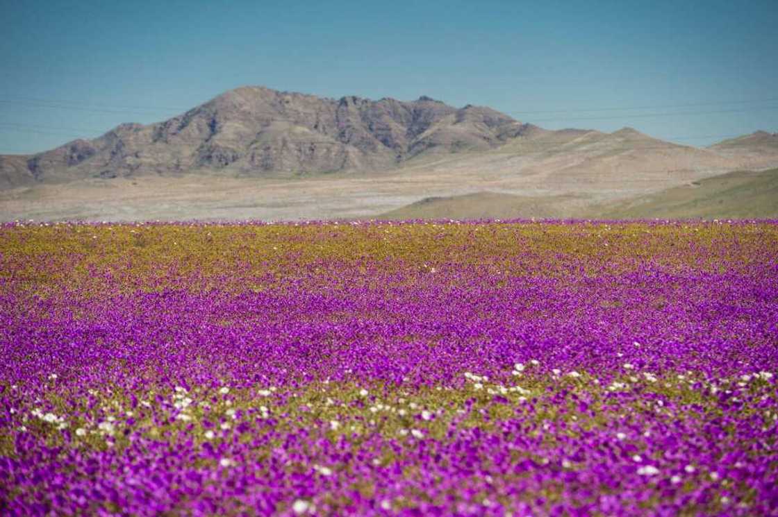 When the Atacama gets just enough rain, it bursts with a spectacular display of wildflowers -- such as these pictured in 2017 When the Atacama gets just enough rain, it bursts with a spectacular display of wildflowers -- such as these pictured in 2017