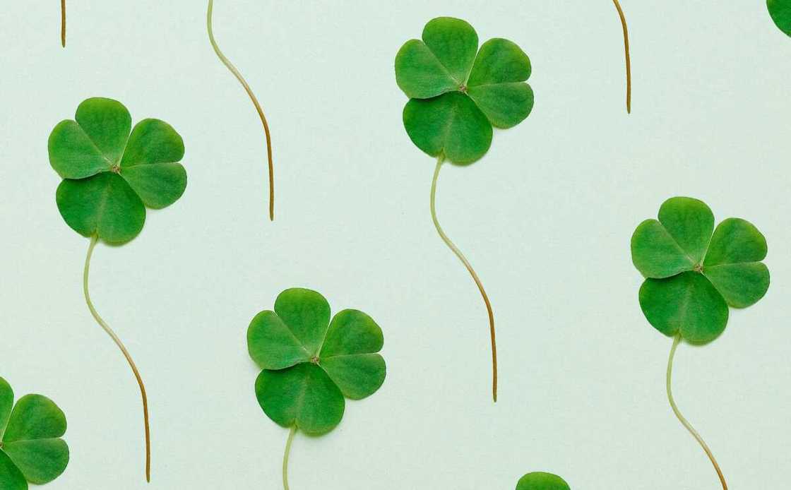 Green three leaf clovers