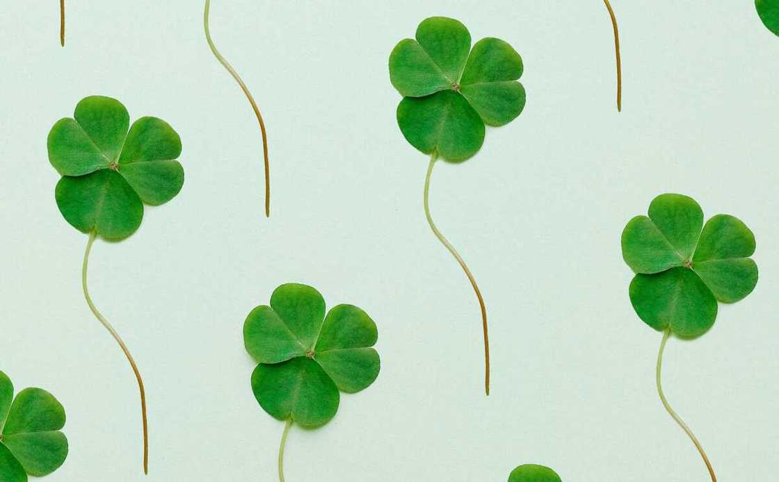 Green three leaf clovers Green three leaf clovers