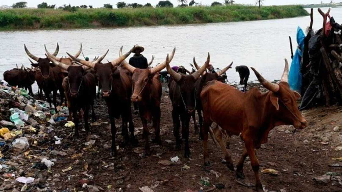 An daure makiyayi daurin rai da rai bisa laifin gwada kashe wani da mallakar mugun makami An daure makiyayi daurin rai da rai bisa laifin gwada kashe wani da mallakar mugun makami