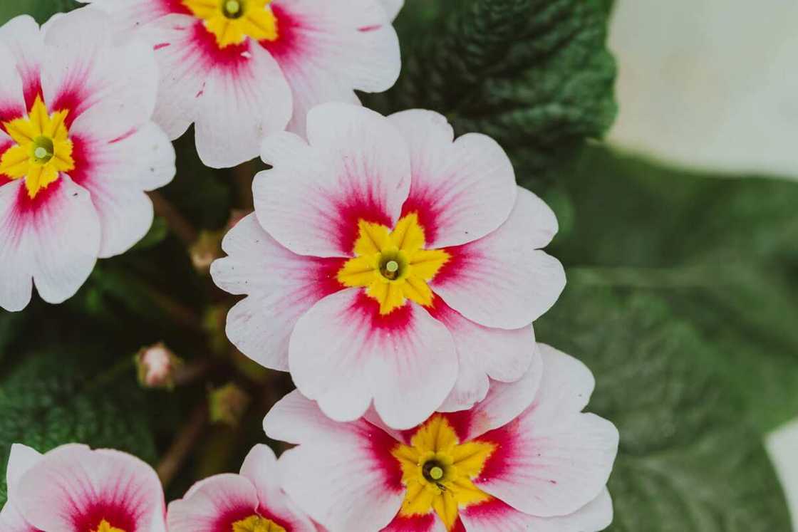Blooming primrose with light pink petals in a garden Blooming primrose with light pink petals in a garden