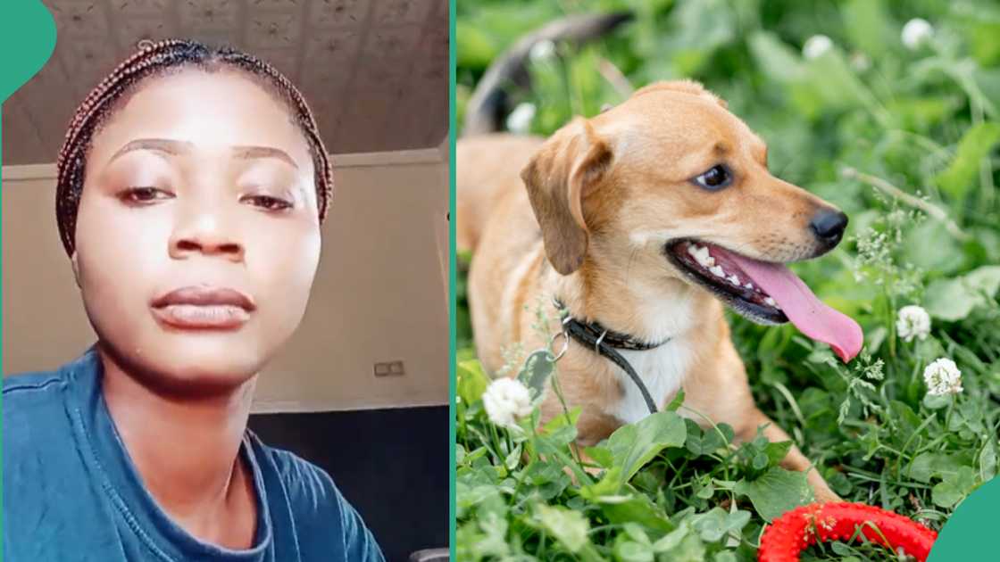 Lady buys a new dog. Lady buys a new dog.