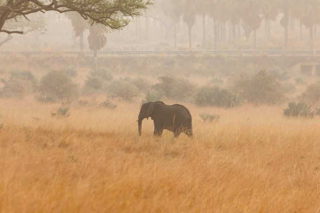 Conservationists say vibrations from the drilling rig are chasing elephants located inside the Murchison Falls National Park into surrounding communities, leading to the deaths of five people Conservationists say vibrations from the drilling rig are chasing elephants located inside the Murchison Falls National Park into surrounding communities, leading to the deaths of five people