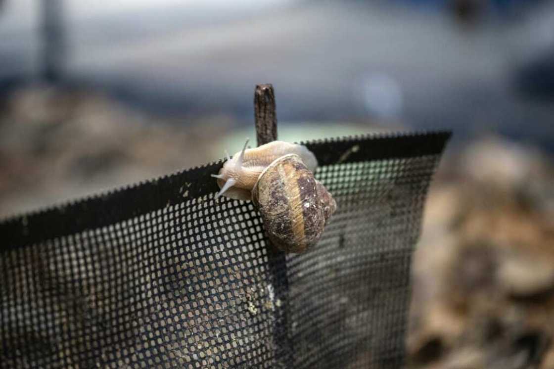 Burgundy snails, typically foraged from woodlands in central and eastern Europe, are being bred in Japan by an entrepreneur who believes he's the only person to have successfully farmed them Burgundy snails, typically foraged from woodlands in central and eastern Europe, are being bred in Japan by an entrepreneur who believes he's the only person to have successfully farmed them