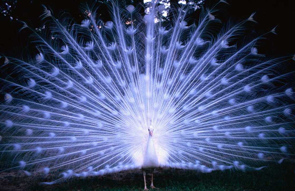 animal le plus beau du monde animal le plus beau du monde