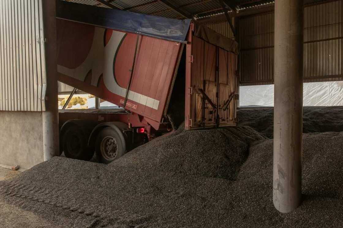 Sunflower seeds at a collection point, outside Kryvyi Rig Sunflower seeds at a collection point, outside Kryvyi Rig