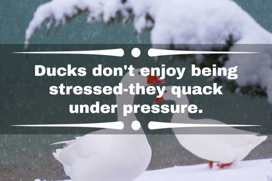 Duck jokes one-liner