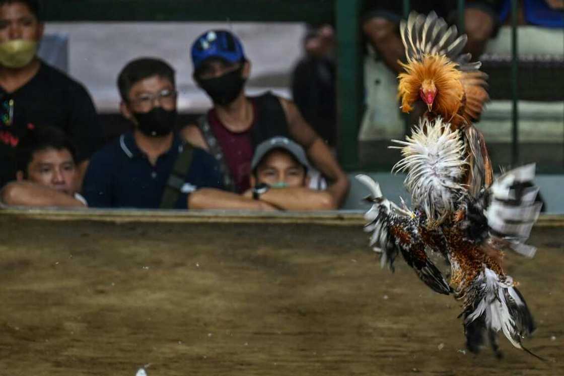 Supporters defend the blood sport as being part of the Filipino identity but opponents maintain it is cruel and should be banned