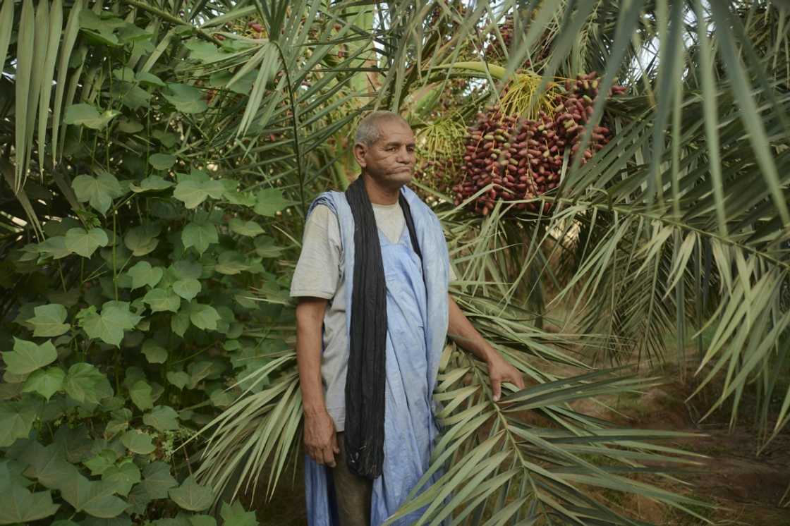 Mohamed Mahmoud Ould Brihm is concerned for his crop of 50 palm trees which have been passed down through generations