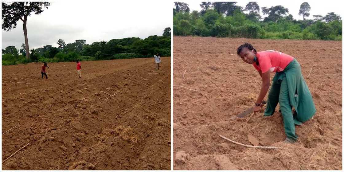 Nigerian Lady Showcases the Large Hectares of Land She Grew Cassava on, Impresses Many People Nigerian Lady Showcases the Large Hectares of Land She Grew Cassava on, Impresses Many People