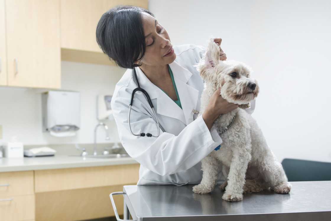 A female veterinarian examining a dog's ear. A female veterinarian examining a dog's ear.