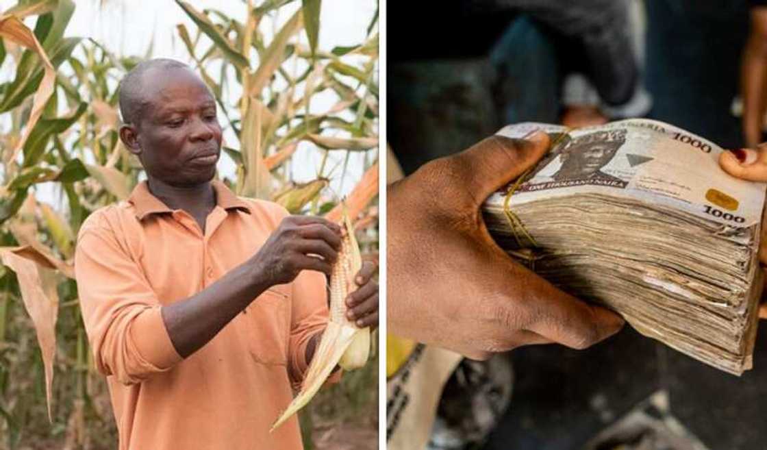 Food crisis to send soon as CBN disburses N1 trillion to 4.6 million farmers across Nigeria Food crisis to send soon as CBN disburses N1 trillion to 4.6 million farmers across Nigeria