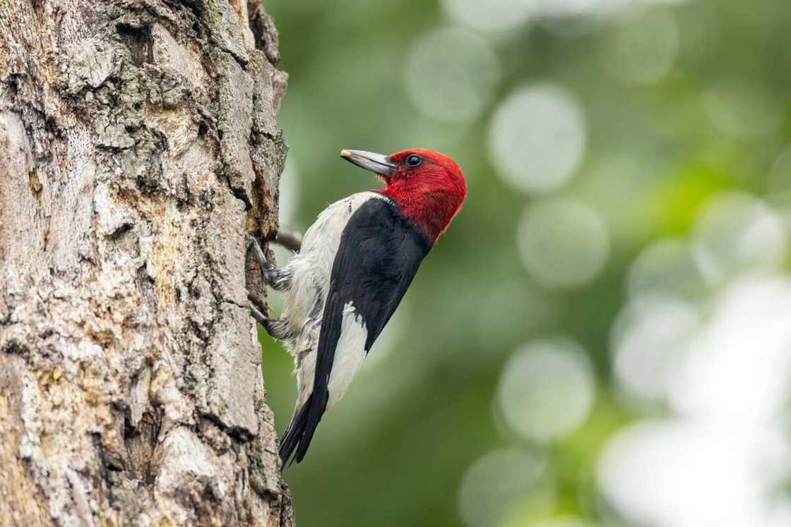 Red-headed woodpecker