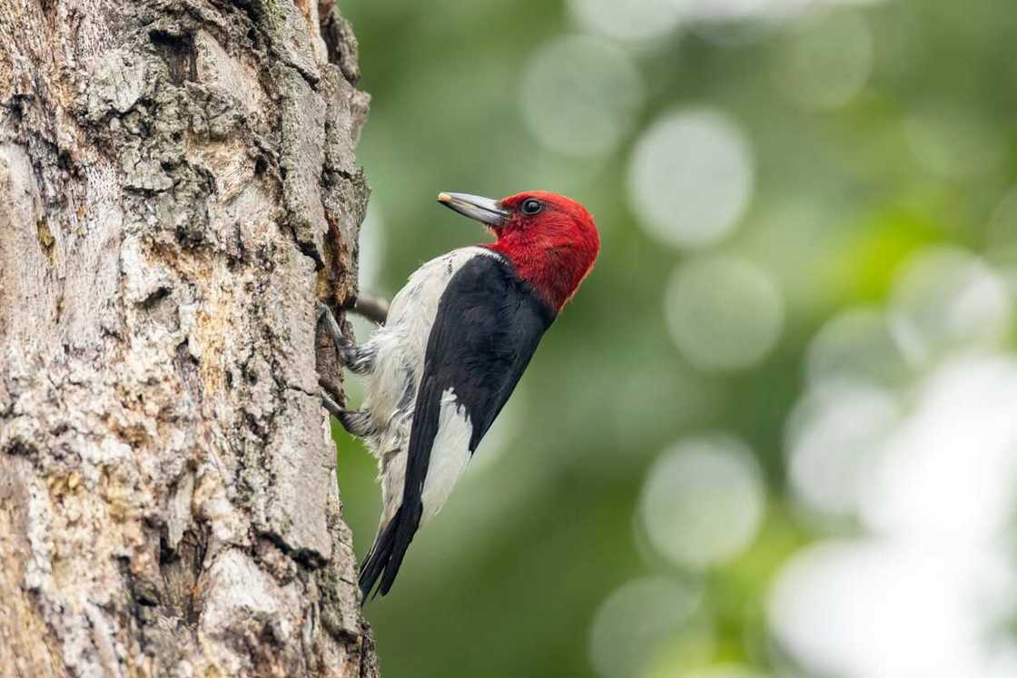 Red-headed woodpecker Red-headed woodpecker