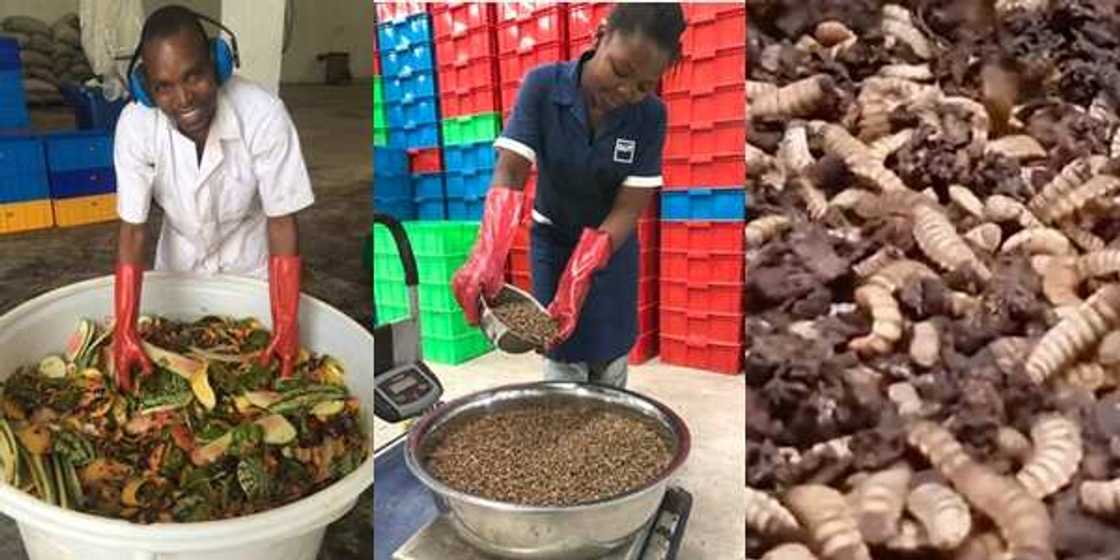 Tanzanian maggot farmer, Biobu converts wastes products into fertilizer and animal feed Tanzanian maggot farmer, Biobu converts wastes products into fertilizer and animal feed