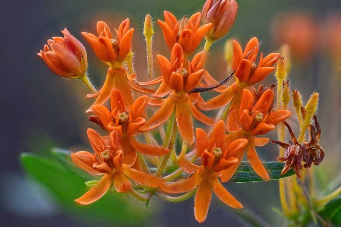 Macro horizontal image of a bright orange asclepias flower.