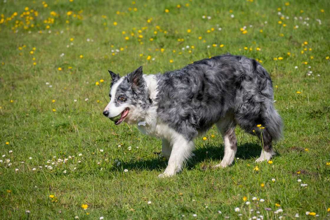 Border Collie holding a tennis ball in her mouth